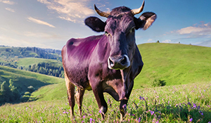 close up of a purple cow standing in an open field