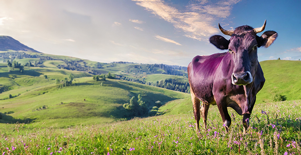 Blog_Header_PurpleCow